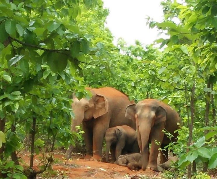 Mayurjharna Elephant Reserve in Jhargram with dense sal forest and wildlife habitat